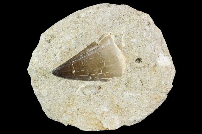 Fossil Mosasaur (Prognathodon) Tooth In Rock - Morocco #106476